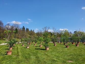SREDOZEMSKE RASTLINE V PARKU TIVOLI